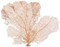Sea Fan Coral 1 Orange Coral Sea Fan 7" to 10" Natural Real Piece of Coral Sea Fan for Decoration